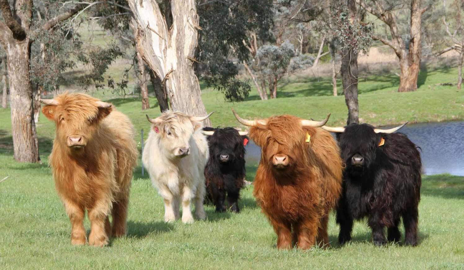 Mini Highland Calves for sale in Australia