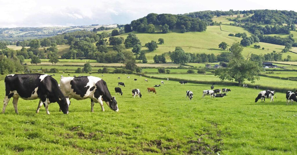 Sustainable Livestock Farming: Tips for Small Farms