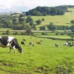 Sustainable Livestock Farming: Tips for Small Farms