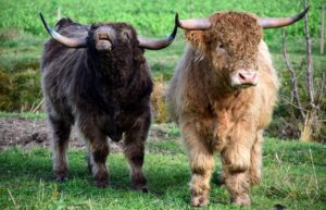 Read more about the article The Benefits of Raising Miniature Highland Cattle