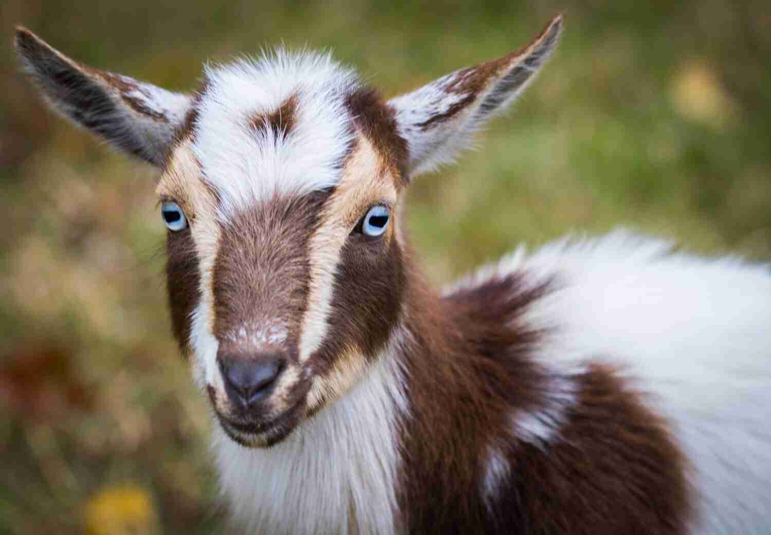 blue eye nigerian dwarf goat