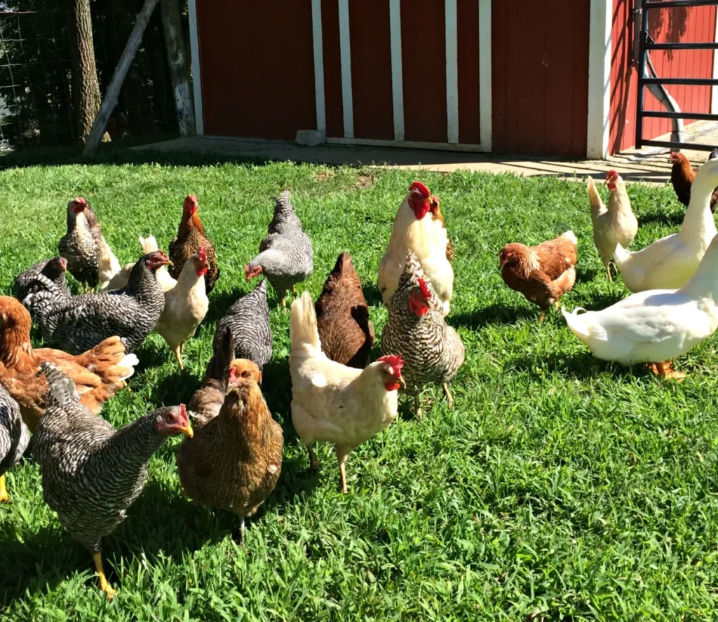 Choosing the Right Chicken Breed for Your Farm