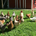 Choosing the Right Chicken Breed for Your Farm