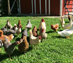 Read more about the article Choosing the Right Chicken Breed for Your Farm