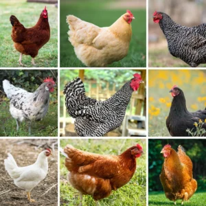 Read more about the article Free-Range Chickens: A Guide to Healthier, Happier Birds