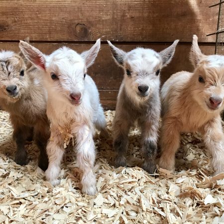 dwarf goats