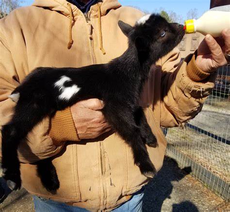 You are currently viewing How to Start a Small Nigerian Dwarf Goat Farm in Australia