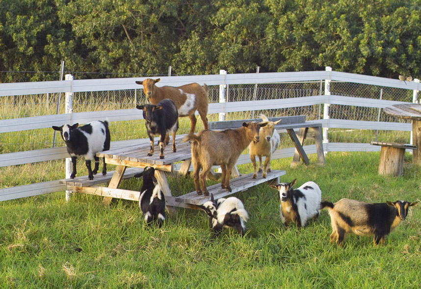 Nigerian Dwarf Goats