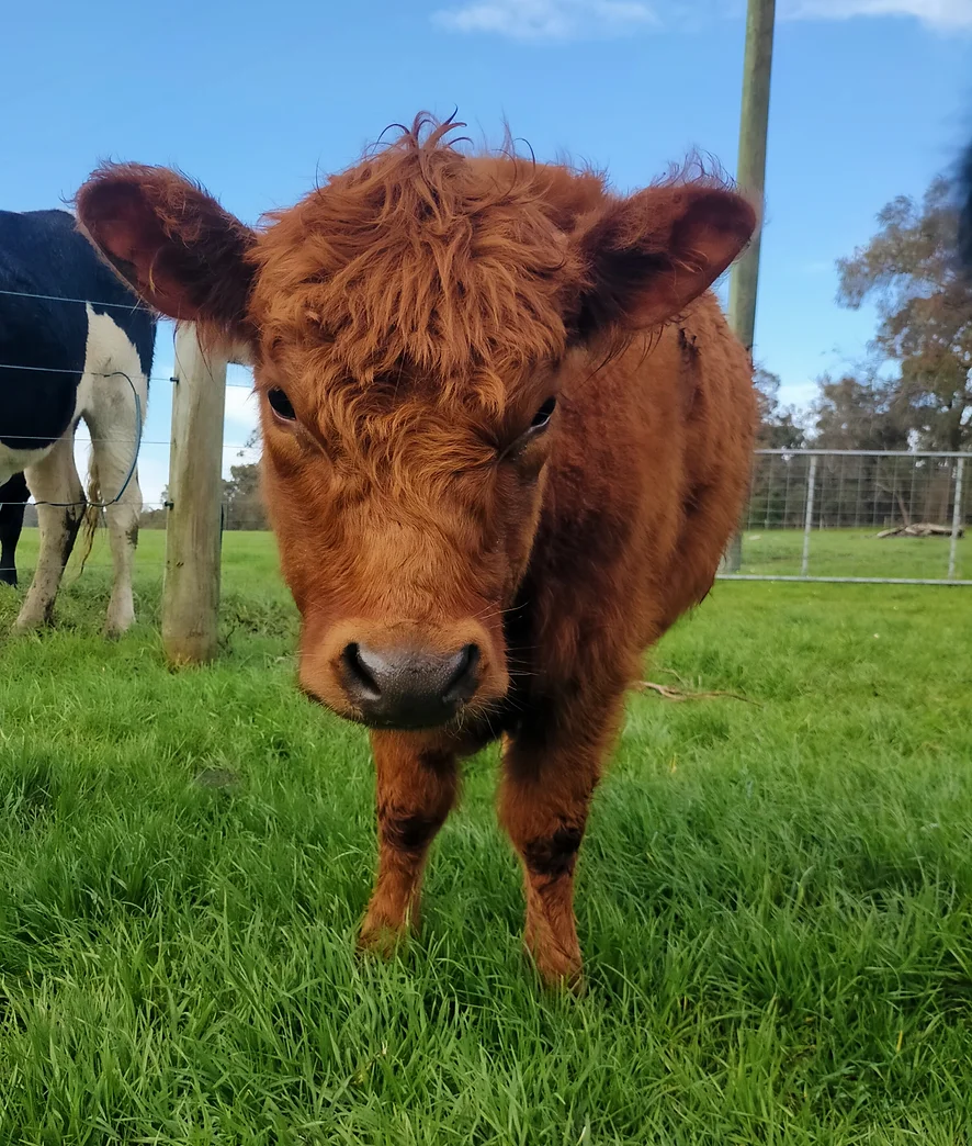 Miniature Highland Calves for sale