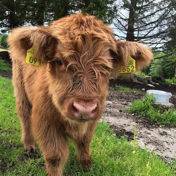 Buy Miniature Highland Calves online