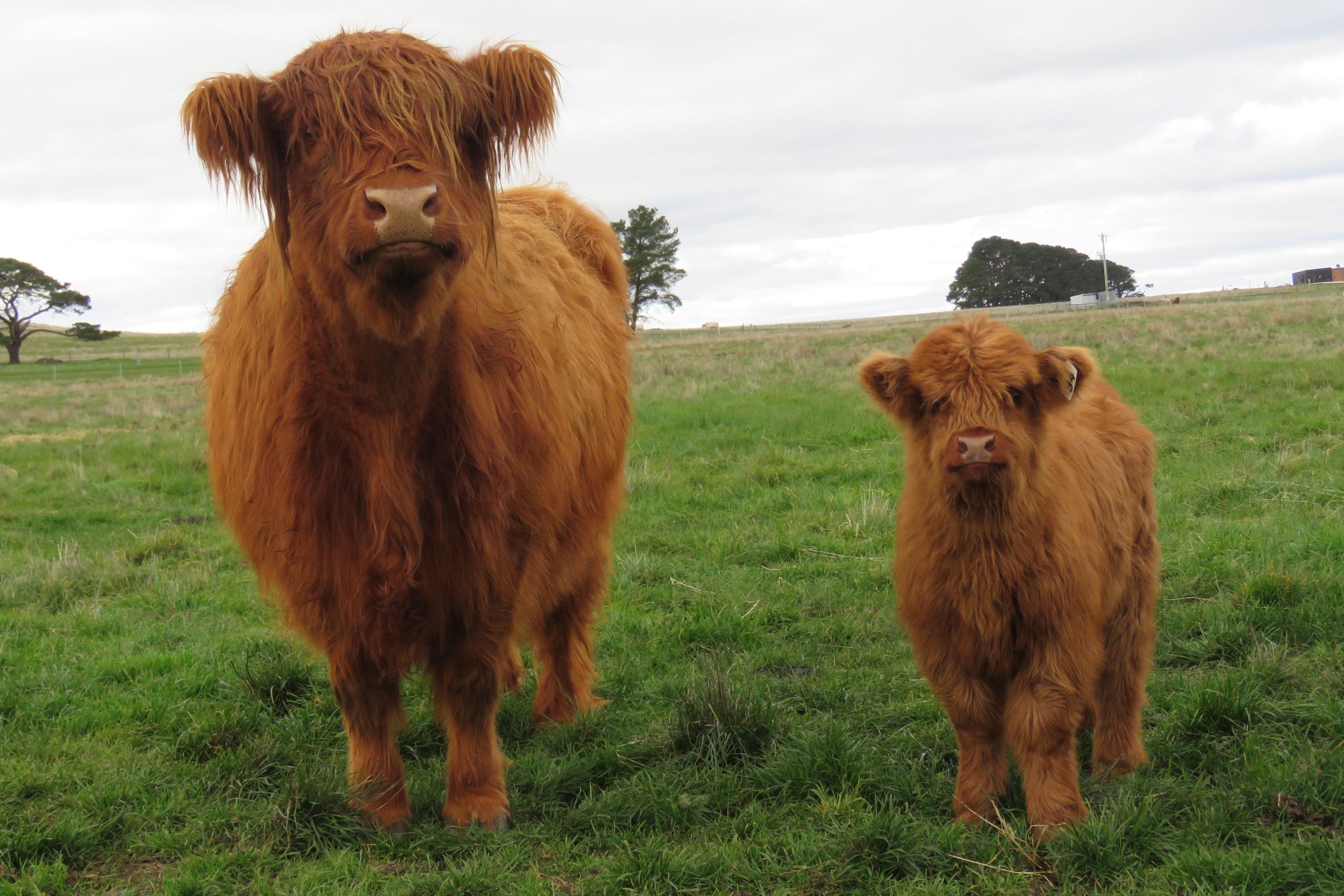 Buy Miniature Highland Calves in Australia