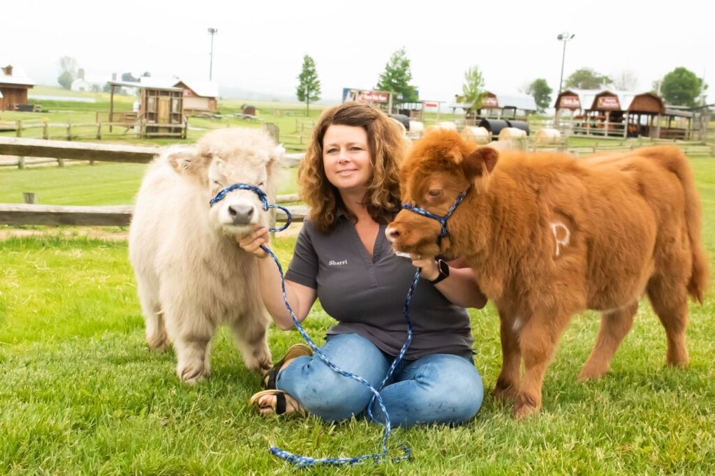 owners of mini highland calve farm